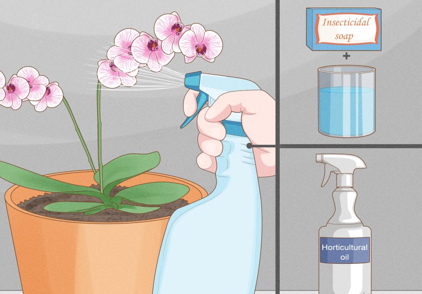 8 Ways to Care for Phalenopsis Orchids (Moth Orchids)