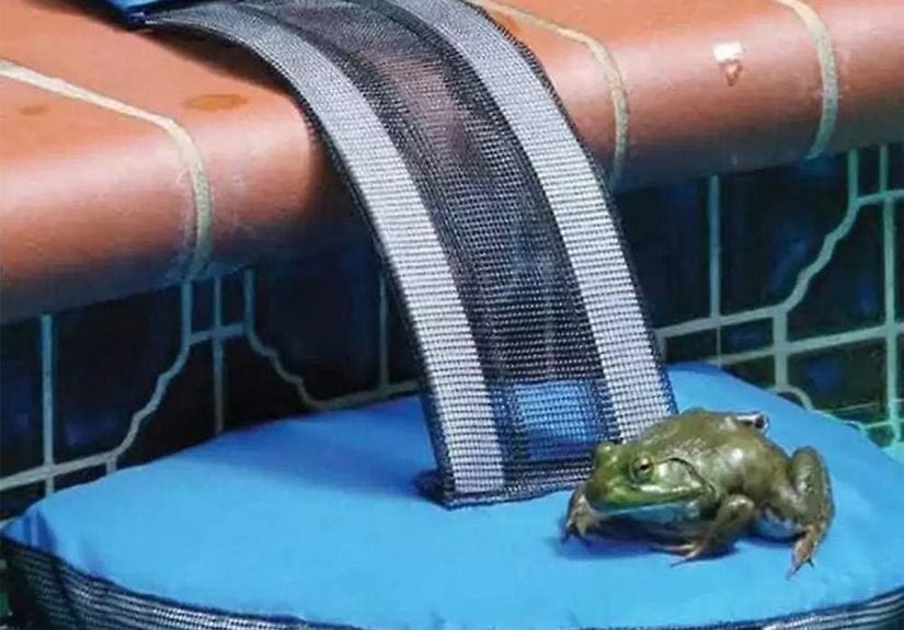 FrogLog Pool Ramp Saves Stuck Animals From the Water