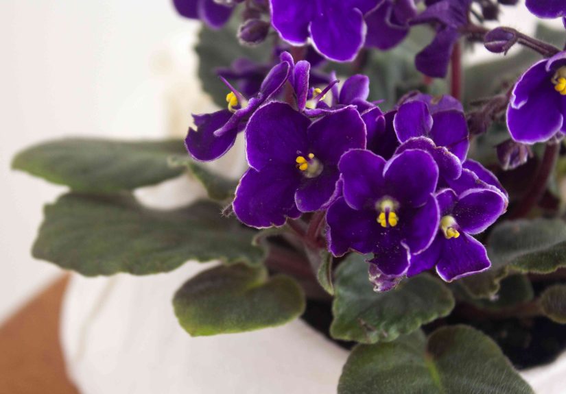 How to Grow and Care for African Violets