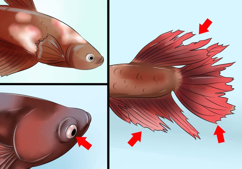 How to Keep a Betta's Water Warm: 6 Steps