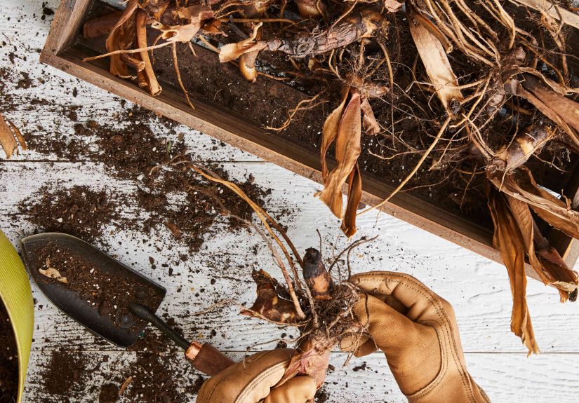 How to Store Bulbs This Winter for the Best Summer Blooms
