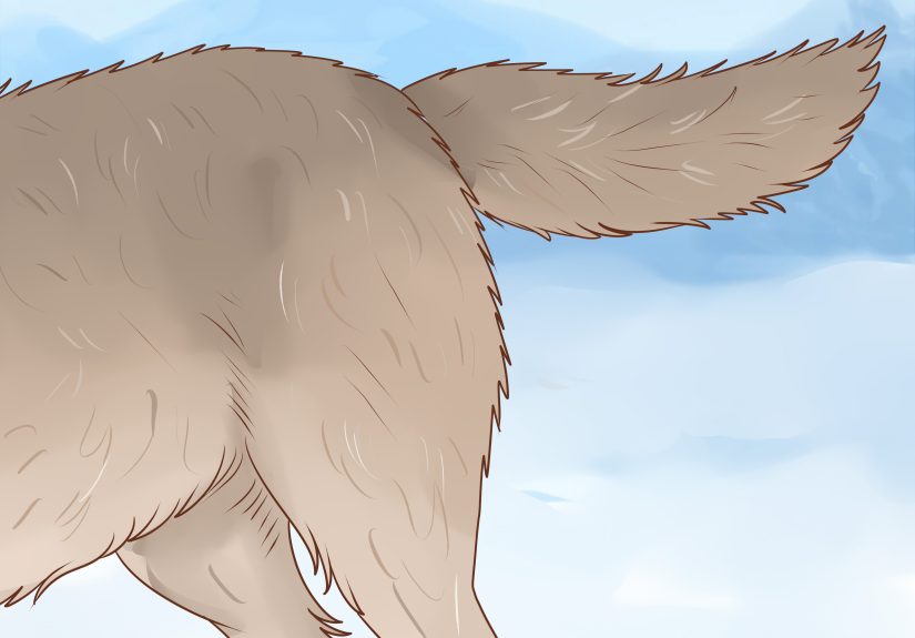 How to Understand Wolf Body Language
