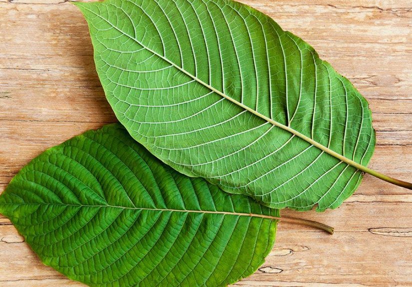 Kratom for Depression and Anxiety: Legality, Benefits, Side Effects