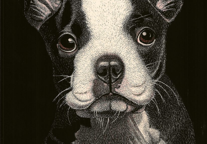 Nothing But Cuteness On A Face Like This! A 3 Months Old Boston Terrier Pup – An Original Scratch Board Art – www.luzimmscratchart.com