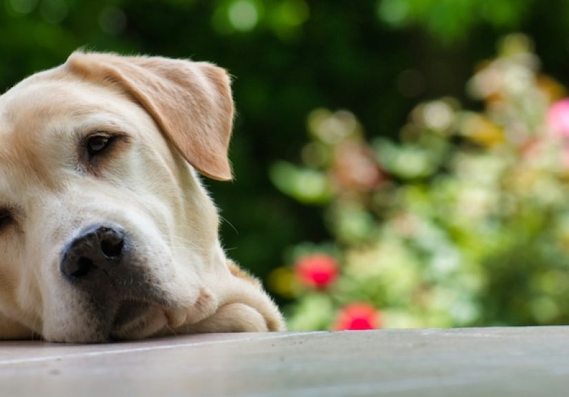 Protecting Your Furry Friend and Your Wallet