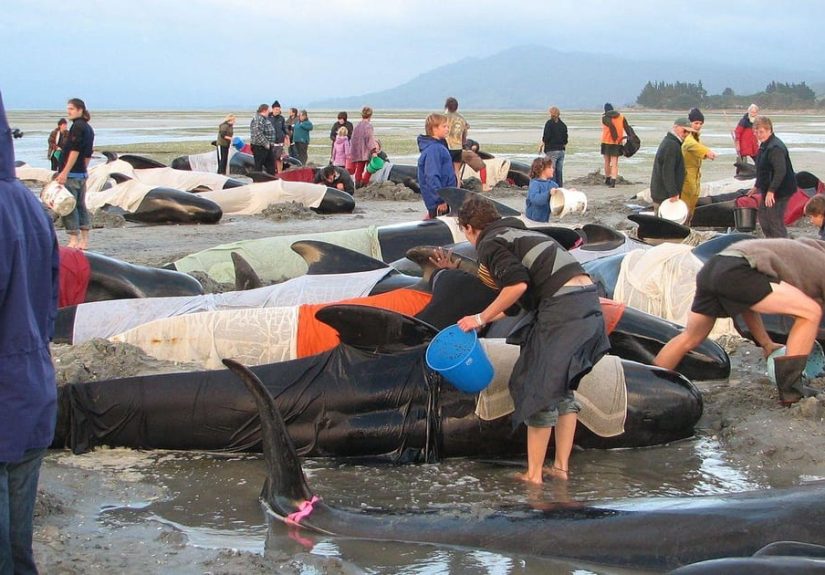 Strange Cases of Mysterious Mass Animal Deaths