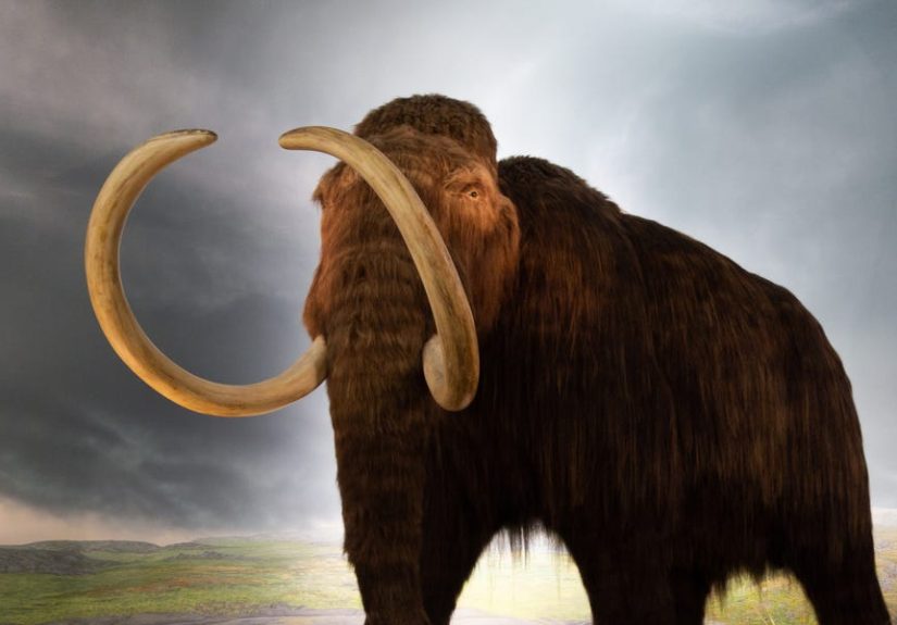 Why Resurrecting the Woolly Mammoth Is Not Smart Conservation