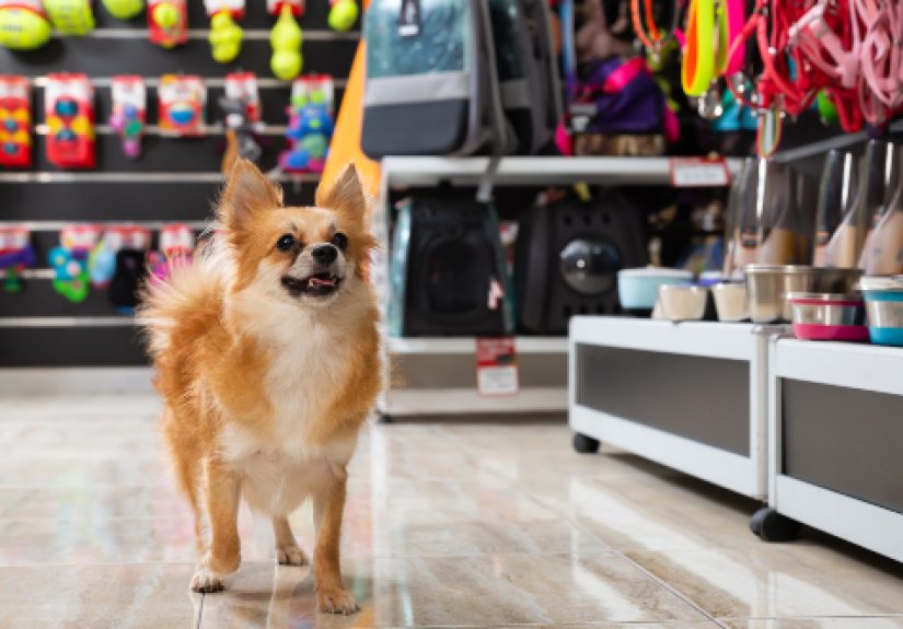 10 Best Inventions For Dog Owners
