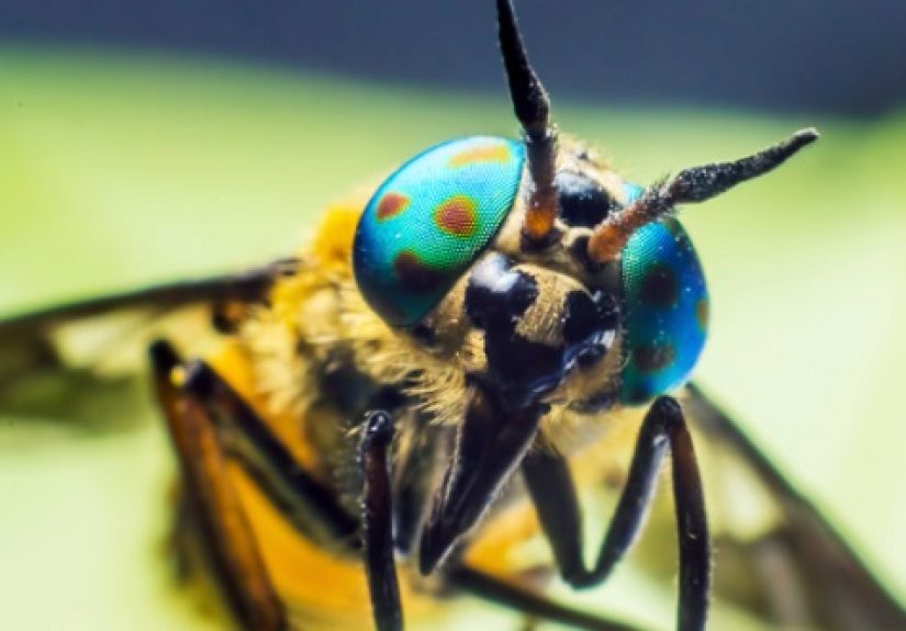 10 Crazy Urban Legends About Creepy-Crawlies