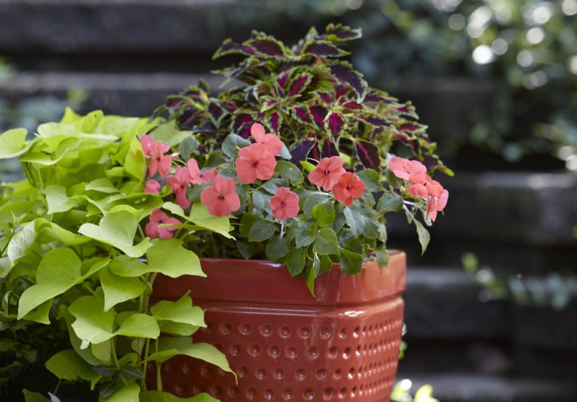 10 Outdoor Plants That Overwinter Easily as Cuttings