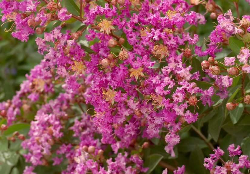 21 of the Prettiest Flowering Shrubs for Hedging
