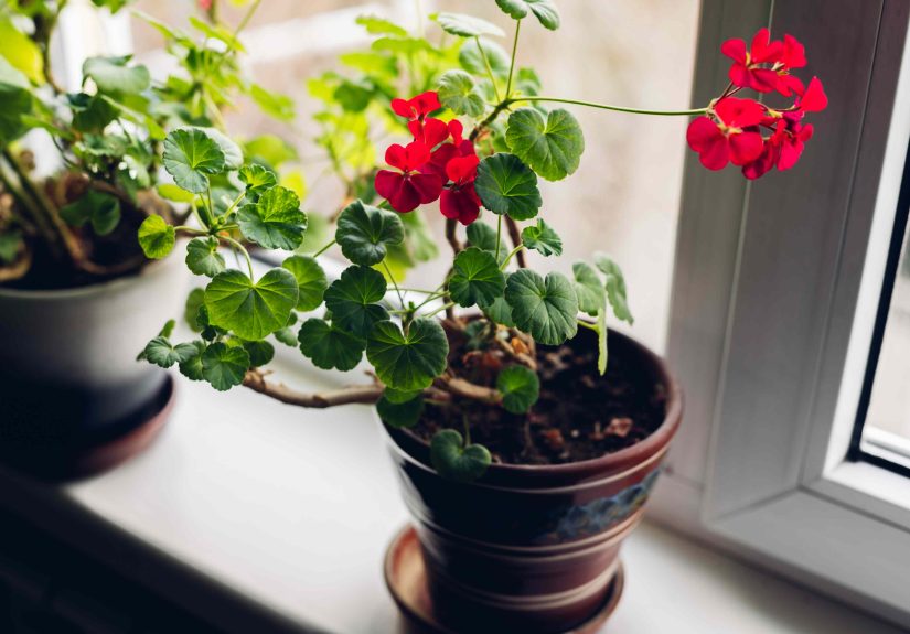 4 Ways to Winterize Geraniums for Better Spring Blooms