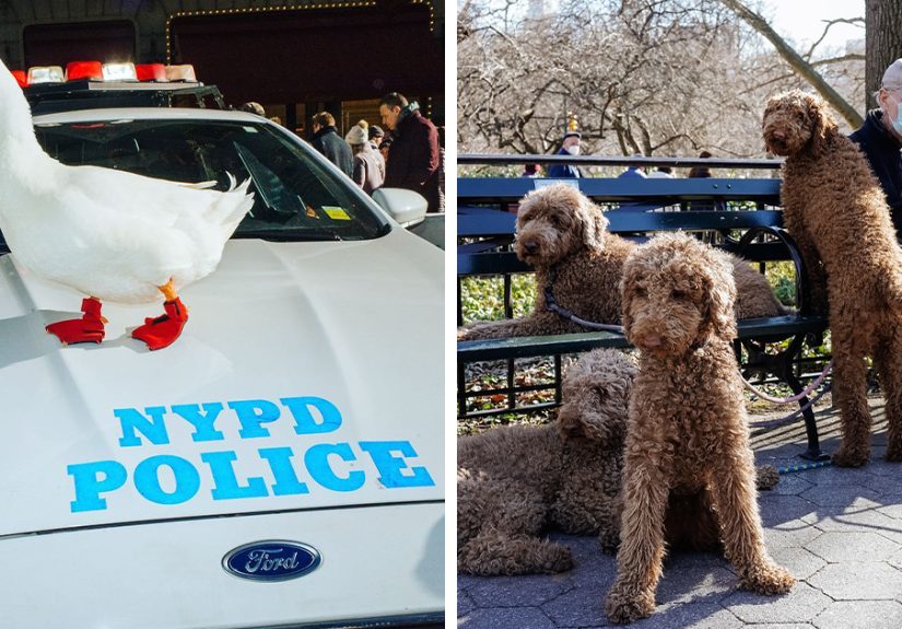 50 Hilarious And Heartwarming Animal Moments Spotted On The Streets