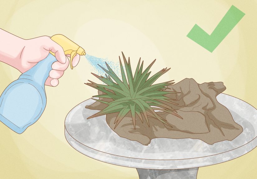 6 Fascinating (and Easy) Ways to Grow a Plant Without Soil