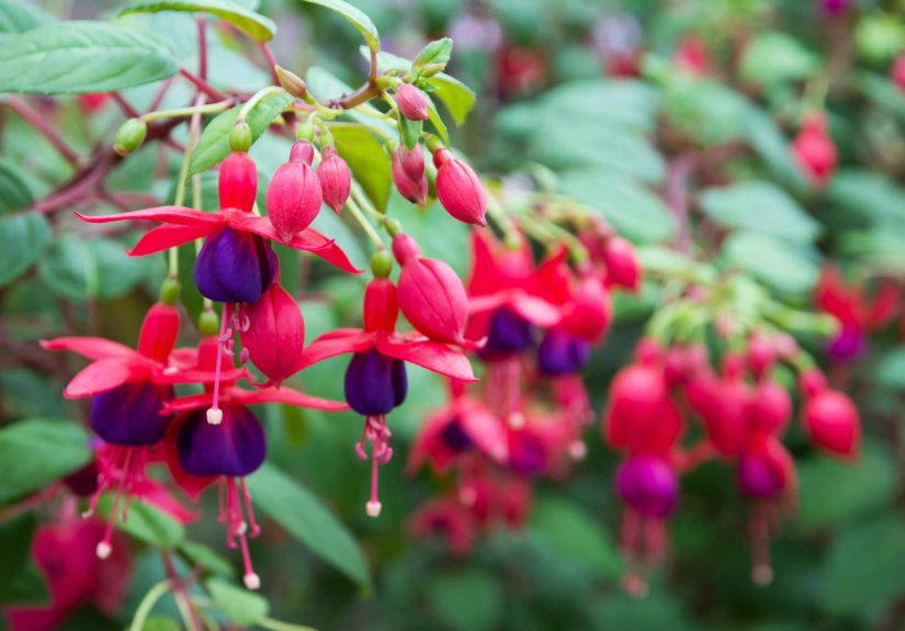 7 Shrubs You Should Plant Right Now for Stunning Fall Color