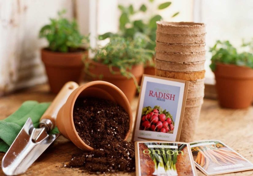 9 Places to Buy Garden Seeds