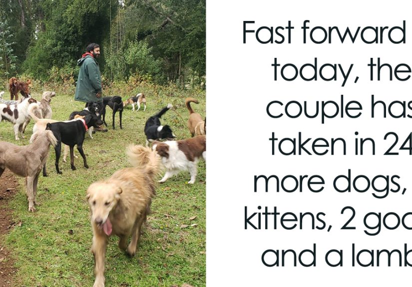 A Couple And Their 31 Four-Legged Family Members Found A Home After Their Video Asking For Help Went Viral