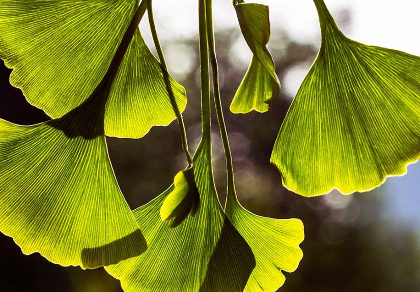 Ginkgo biloba: Health benefits, side effects and risks