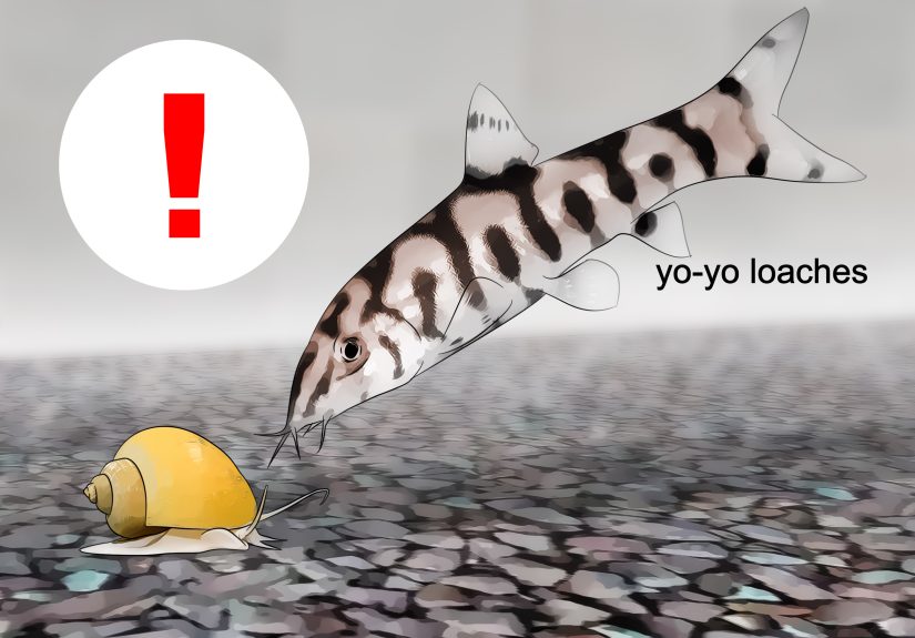 How to Care for Mystery Snails: 13 Steps