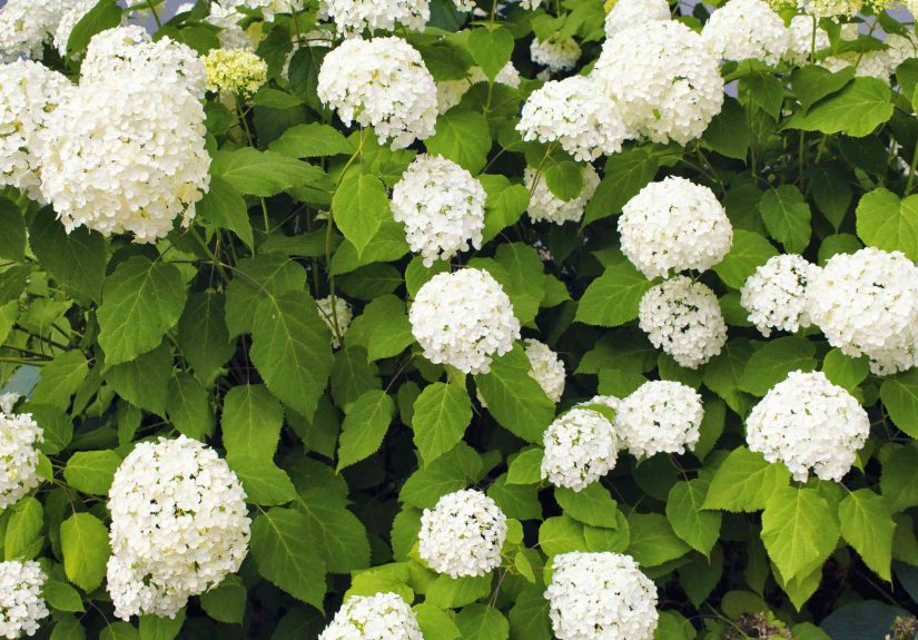How to Prune Annabelle Hydrangeas for Beautiful Blooms
