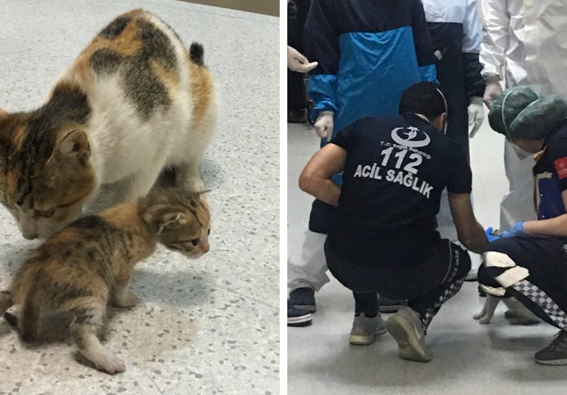 Mother Cat Brings Her Ill Kitten To The Hospital, Medics Rush To Help Them
