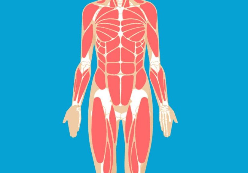 Pelvis Muscles Diagram & Function