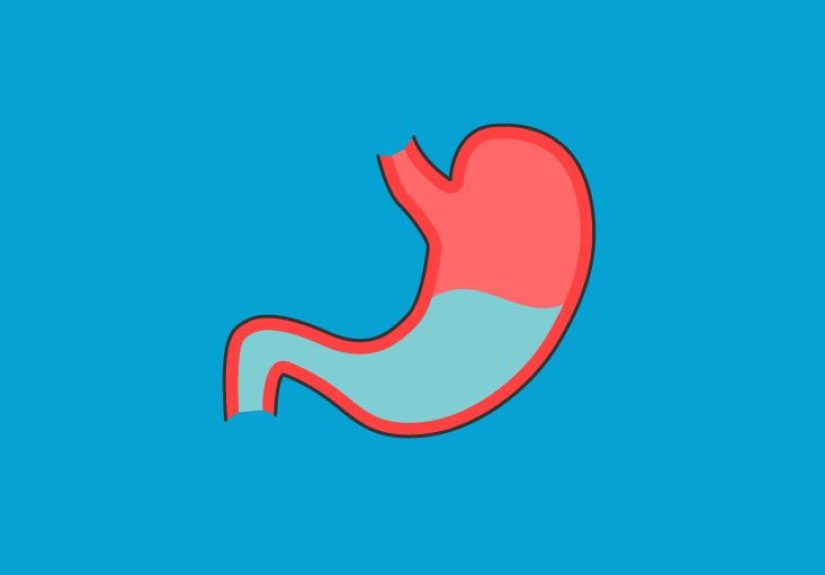 Rectum Anatomy, Diagram & Function