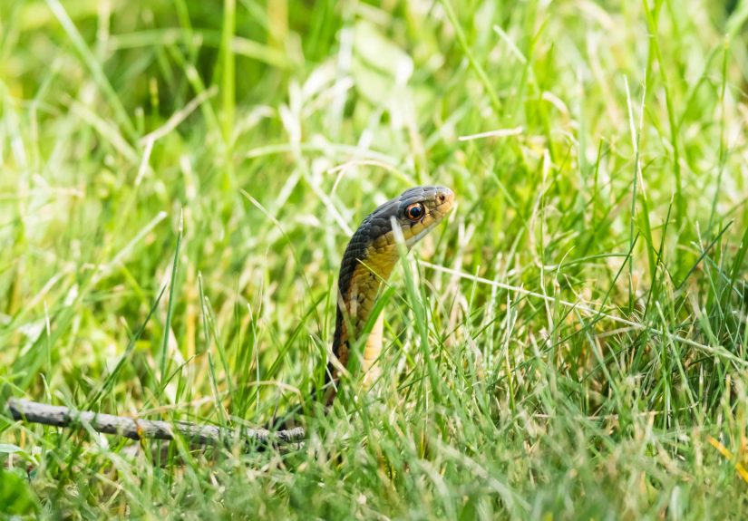See These 6 Signs in Your Garden? You Probably Have a Snake Problem
