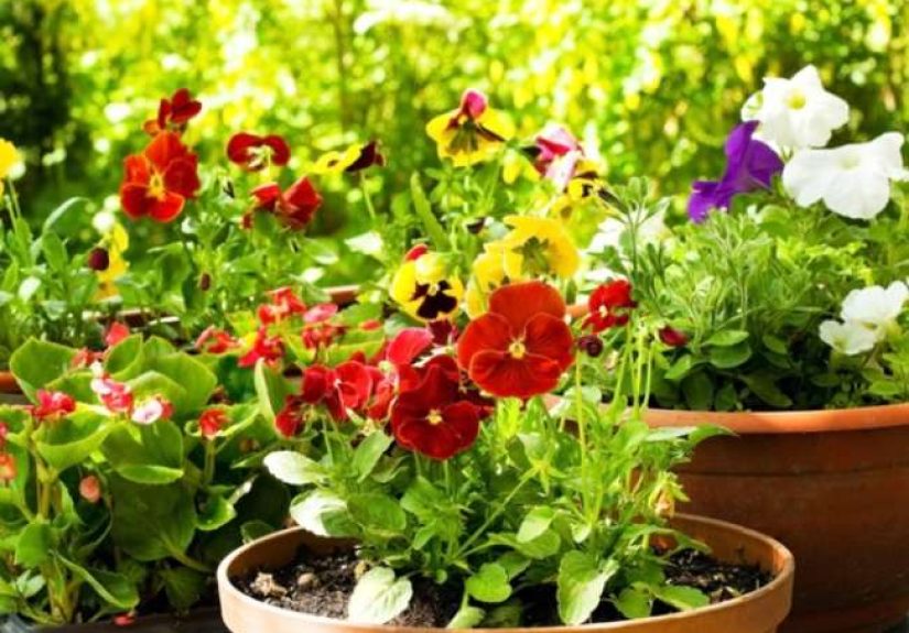 The Best Container Plants for Full Sun - Bob Vila