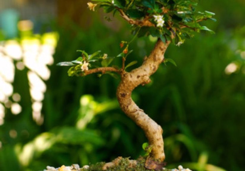 The Leaves of My Bonsai Tree Are Falling Off