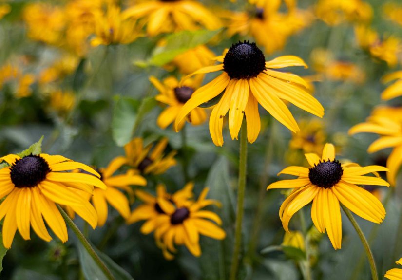 The Right Time to Cut Back Black-Eyed Susans for WinterAnd How to Do It Safely