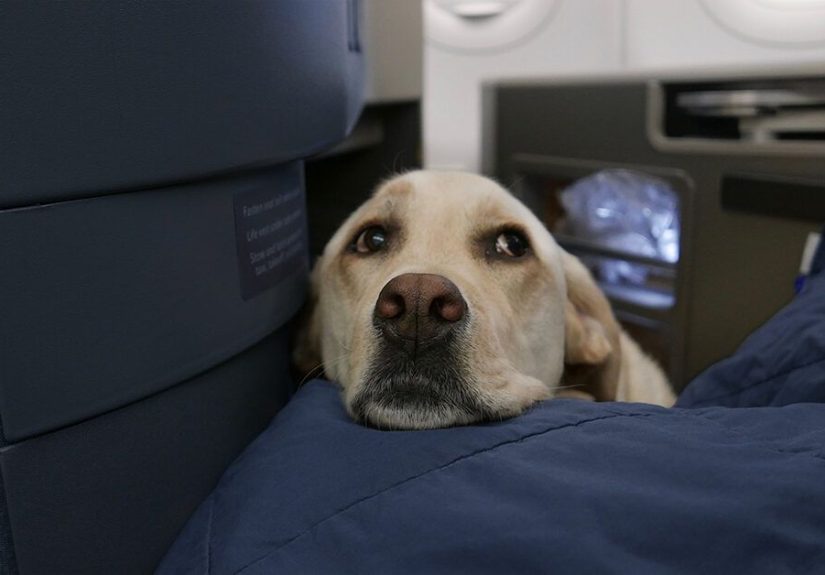The Ultimate Guide to a Service Dog for Anxiety