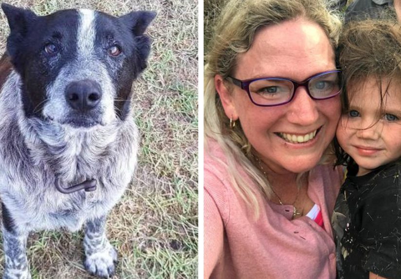 This Dog Protected A Toddler For 15 Hours In The Wild And Is Now An Honorary Police Doggo