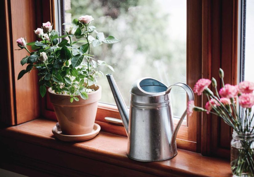 This Is the Best Time of Day To Water Your Plants