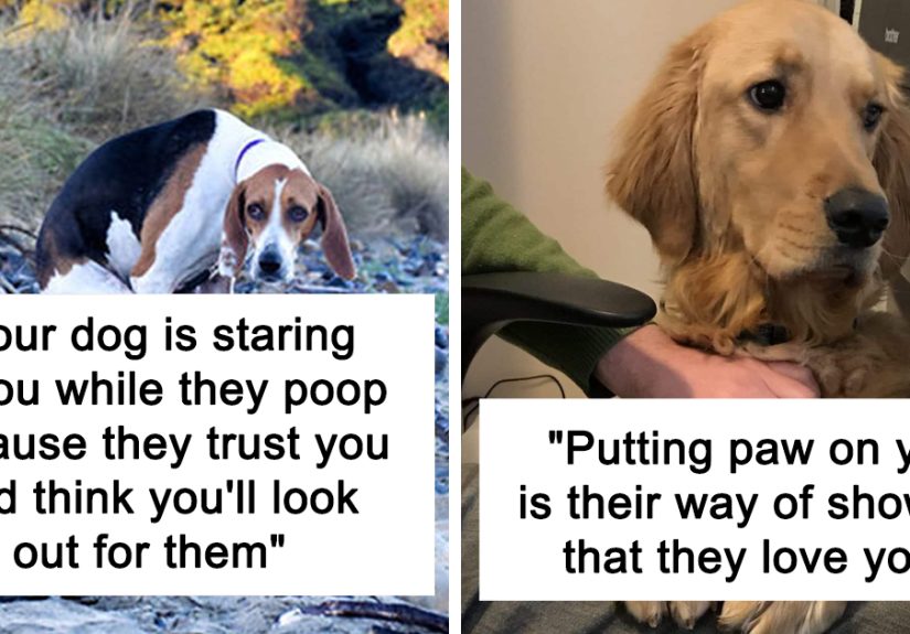 10 Facts And Myths About Dogs All Owners Should Know, By “Knowledgesaurus”