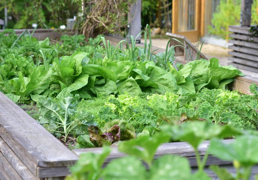 25 Vegetables You Should Grow Now for a Beautiful Spring Harvest