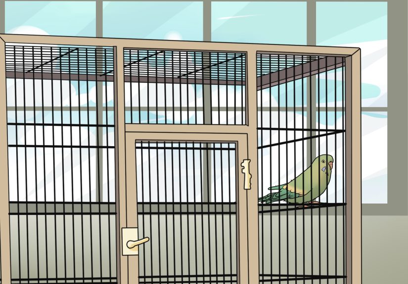 3 Ways to Amuse Your Parakeet or Other Bird