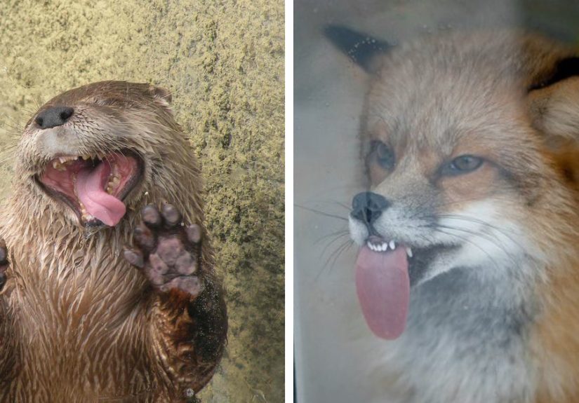 42 Animals Licking Glass That Have No Idea How Silly They Look