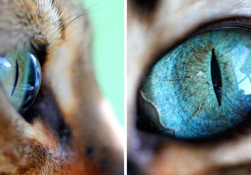 Fascinating Photographs Of Cat’s Eyes By Tina Engstrøm Grytdal