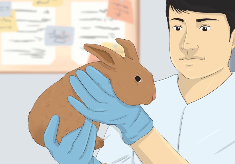 How to Determine the Sex of a Rabbit: Step-by-Step Guide