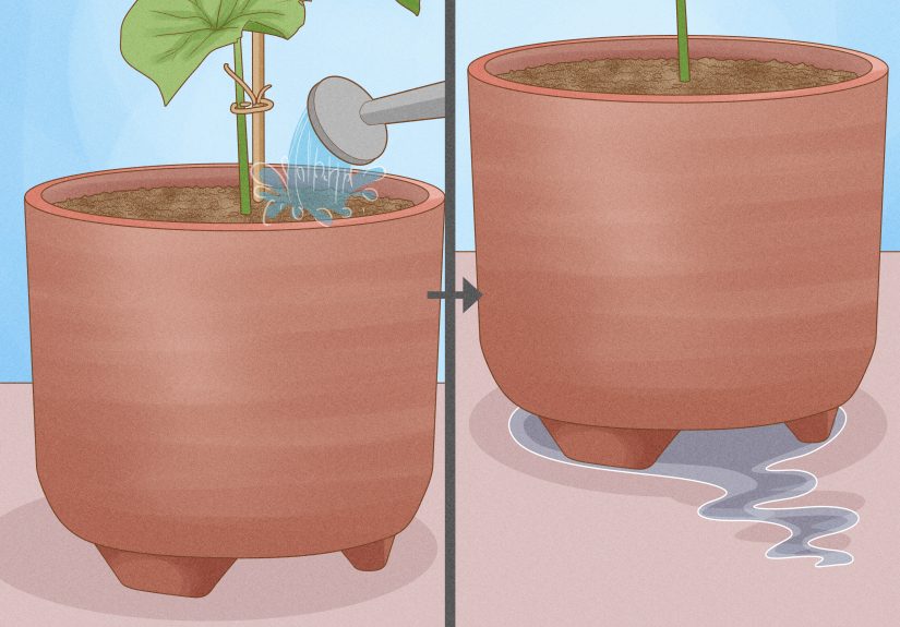 How to Grow Cucumbers Indoors: Easy Year-Round Tutorial