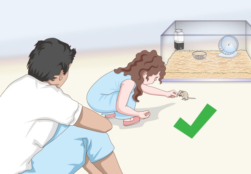 3 Ways to Make an Aquarium Into a Gerbil Cage