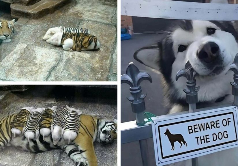 Awkward, Unhinged And Hilarious Animal Pics For Those Who Need A Break From Cuteness