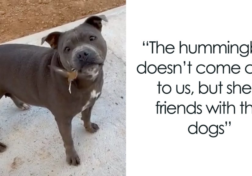 Friendship Between Two Pit Bulls And Wild Hummingbird Is Melting Hearts Online