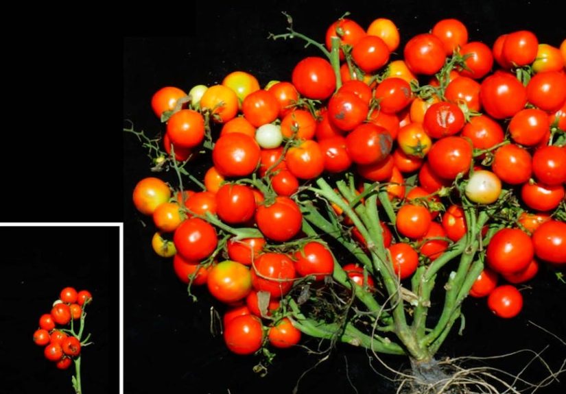 Gene-Edited Tomatoes - Vertical Gardens - Food Science