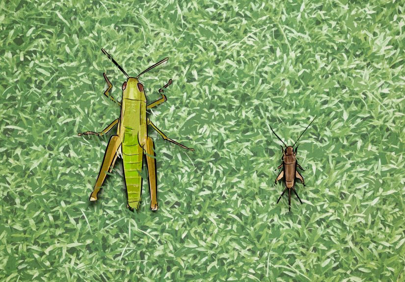 Grasshopper Spiritual Meaning (+ What to Do If You See Them)