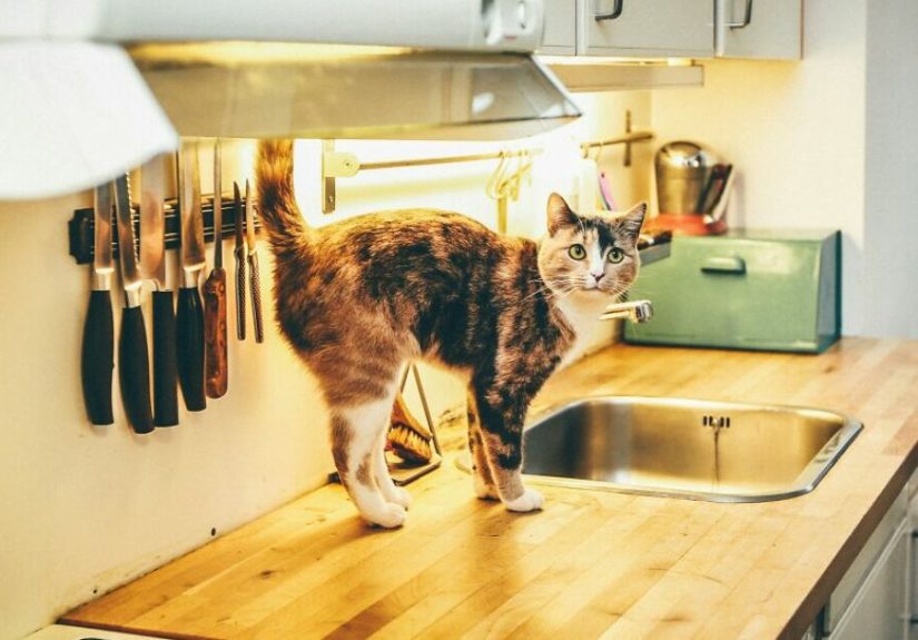 Hey Pandas, Share A Photo Of Your Pet Doing Something They Shouldn’t Be Doing