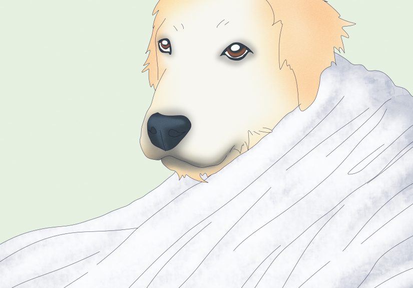 How to Bathe a Pregnant Dog: 11 Steps