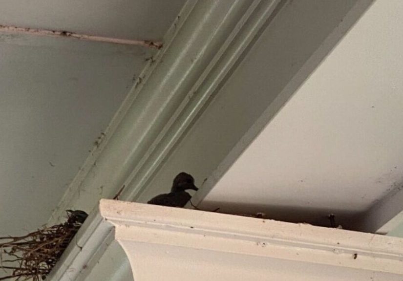 How to Effectively Keep Birds From Building Nests on Your Porch