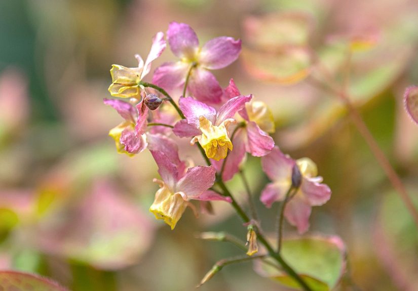 How to Grow and Care for Epimedium